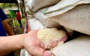Decomisan más de 9 toneladas de arroz de contrabando en Montero