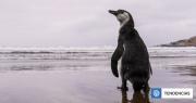 Experto y retiro de decreto que protegía al pingüino de Humboldt: argumentos eran bastante sólidos