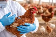 Influenza aviar: productores de huevos piden vacunar para evitar una crisis