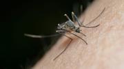 La ciencia descubre las reglas de ataque de los mosquitos