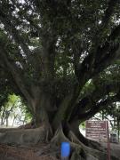 La caída del gomero: historia, patrimonio y legado de un gigante urbano