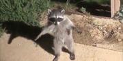 Video furor: dos mapaches fingen ser estatuas al ser descubiertos en un jardín