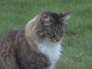 Nuevo ídolo: Louis, el gato que cruza ilegalmente la frontera entre Canadá y EE.UU.