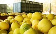 Mientras Jaldo recibe a Milei, productores rechazan la importación de limones y alertan por el impacto en Tucumán