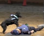 El video de Paco que es viral: El perro policía de Madrid que salva vidas haciendo RCP