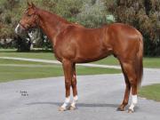 Emperifollado a prueba: Mira la impresionante estadística que debe superar para su debut en La Rinconada