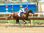 Bob Baffert tratará de que Buetane participe en el Kentucky Derby G1 a través del Wood Memorial Stakes G2