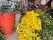 Flores amarillas activan comercio en Aragua