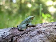 Marcha atrás por la ranita de Darwin en Chile: Kast retiró 43 decretos de medio ambiente, pero tuvo que restituir uno que protege a un animal típico