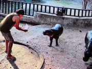 Detuvieron a un hombre por ingresar al recinto de Moo Deng, la famosa hipopótama pigmea