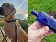 Cavó en el jardín y destapó un crimen olvidado hace 160 años: un perro encontró una botella de veneno del siglo XIX