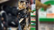 [Video] Zarigüeya se camufló entre peluches en una tienda de regalos