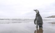 Se está condenando al pingüino de Humboldt a desaparecer