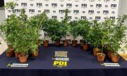 Denuncia anónima posibilitó desbaratar cultivo de marihuana