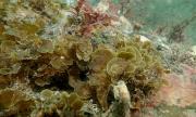 Registran por primera vez en Chile el “alga abanico” en Bahía Inútil