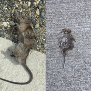 Vecinos denuncian aumento de roedores en Punta Arenas