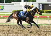 Numerología: Entérate de la yegua que busca desafiar al maleficio del 13 en el 5y6 de la R13