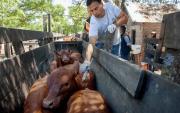 Provincia: advierten riesgos por cambios en vacunación contra la aftosa