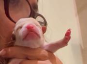 Salma Hayek protagoniza emotivo rescate de perritos en Veracruz