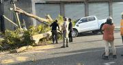 Una camioneta terminó destruida tras la caída de un árbol de 10 metros en avenida Córdoba