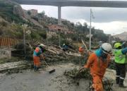 La Paz: caída de un árbol interrumpe el tráfico en avenida Zavaleta