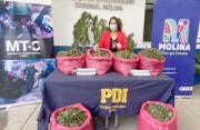 PDI incauta más de 4 mil plantas de cannabis y más de 65 kilos de la droga en Molina