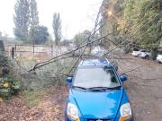 Linares: rodado en precordillera y caída de ramas por lluvias