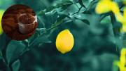 Cómo revivir un árbol limonero usando un poco de café: truco de jardinería efectivo