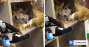 Un impostor: zarigüeya se camufla entre peluches en tienda de aeropuerto en Australia