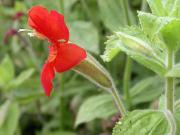 Descubren cómo logró sobrevivir la flor de mono escarlata a la sequía más extrema de California en los últimos 10.000 años