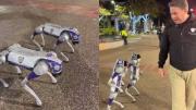 VIRAL: Chacao presentó sus nuevos perros robots policías, primeros en Latinoamérica