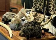 ADN forense: la nueva herramienta para desarticular redes de tráfico de fauna silvestre