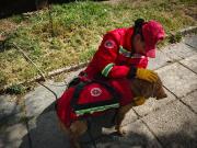 Bomberos rescatan a un can que cayó al río en la zona Sur de La Paz