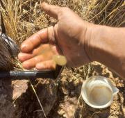 Día Mundial del Agua: Especialista de INIA Rayentué