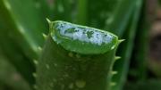 Cómo y cuándo cortar una hoja de aloe vera para aprovechar su gel y no afectar el crecimiento de la planta