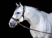 Fulleffort con Irad Ortiz Jr. se lleva los 100 puntos del Jeff Ruby Steaks G3