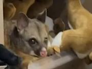 En medio de los peluches de un negocio de souvenirs apareció ¡una zarigüeya!