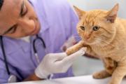 Sorprende el estrecho vínculo hallado entre cáncer en gatos y en humanos