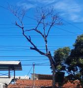 5.000  árboles agonizan en el estado por el guatepajarito