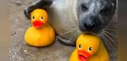 Conozca a Reggae: La foca viral por jugar con sus patitos de goma