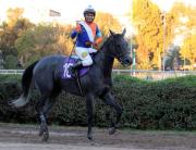 Recordado jockey venezolano se reencuentra con la victoria en Chile