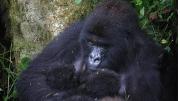 Nace una nueva pareja de crías gemelas de gorila en la República Democrática del Congo: Es extraordinario