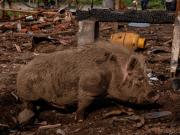 EE.UU. afirmó haber ayudado a bombardear un campamento de narcotraficantes. En realidad, era una granja lechera