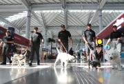 Combatir el estrés de volar con perros: programa pionero de aeropuerto de México