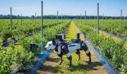 Conoce el perro robot que usa inteligencia artificial para cuidar la salud de los cultivos