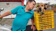 De Guayaquil a redes: Maluma, el perro motociclista que recorre la ciudad con su dueño