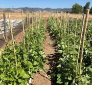 Desarrollan innovador sistema de microencapsulación para potenciar la agricultura sostenible