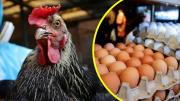 Confirman primer caso de influenza aviar en aves de postura: ¿Cuánto podría subir el precio del huevo?