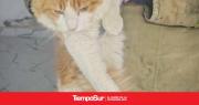 Bomberos del Cuartel 11° rescataron a un felino atrapado en un entretecho