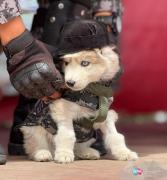 Mascotas protagonizan desfile “Pasarela Guau” en la plaza Humboldt